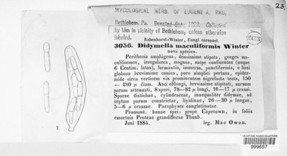 Teratosphaeria maculiformis image